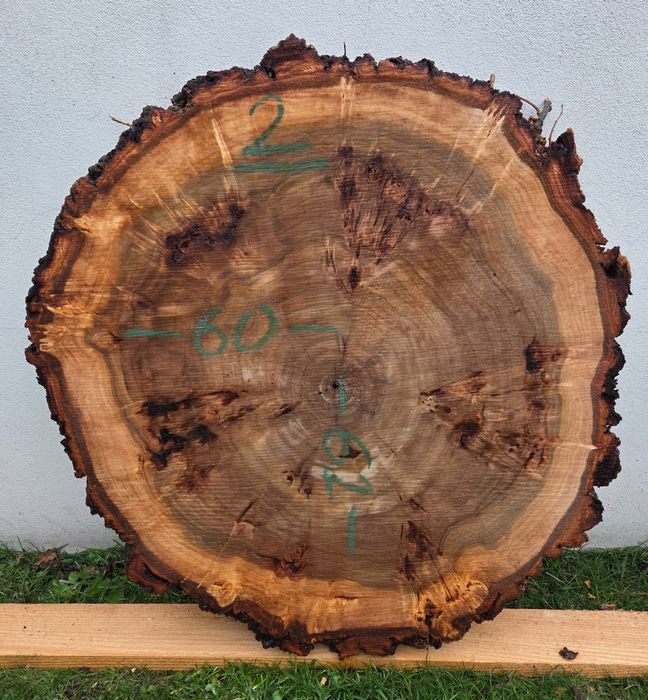 Plaster topoli z czeczotą