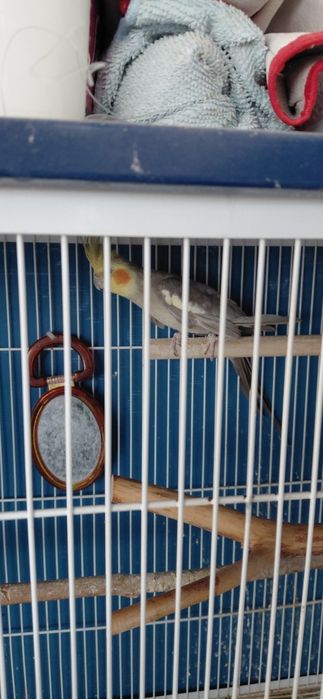 Caturras  machos bravas para criacao