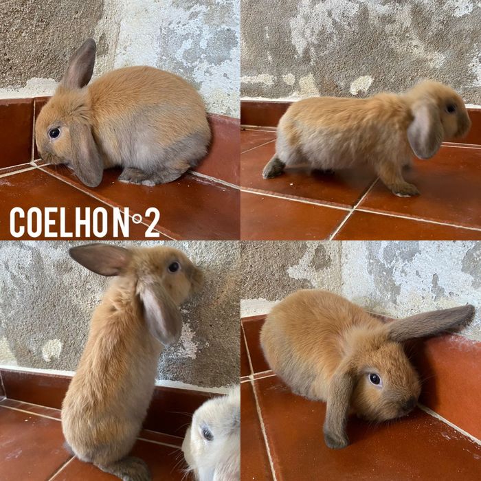 Coelhos Anões Disponíveis
