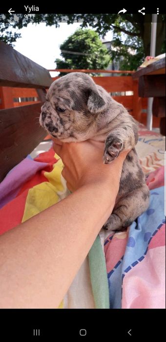 Продажа,Вязка французский бульдог мэрле