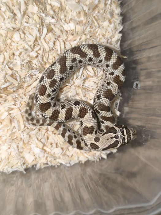Heterodon Zachodni