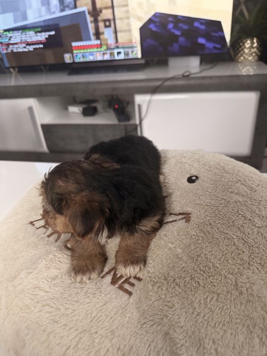 Yorkshire terrier