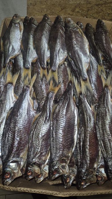 Риба плотва тарань гурт і роздріб