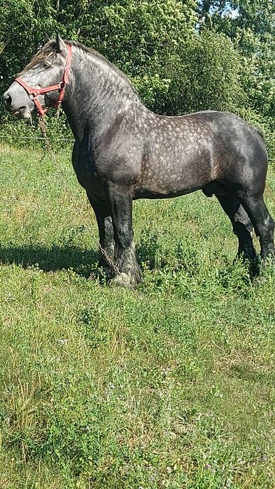 Першерон на паровку