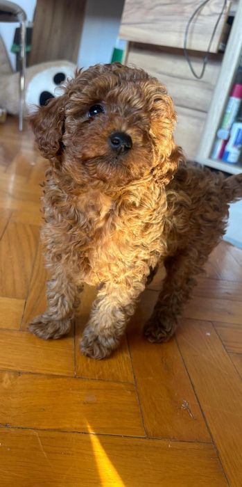 Pudel Toy Red Suczka 11-tyg