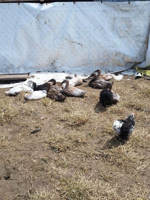 Bieguski kaczorki i kaczki oraz indyki