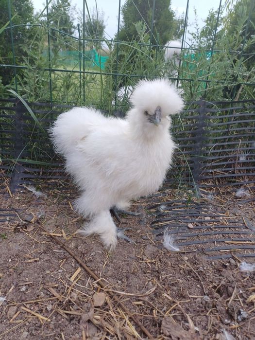 Koguty silki ozdobne