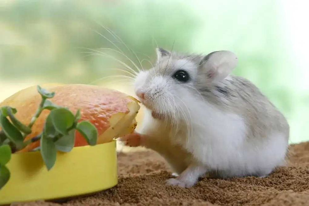 Джунгарские хомячки, хомяки, хомячата, хомяк, карликовые, джунгарики