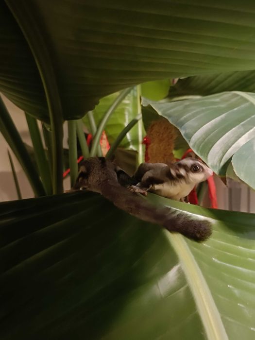 Lotopałanki karłowate