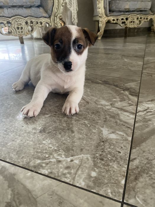 Jack russell terrier piesek