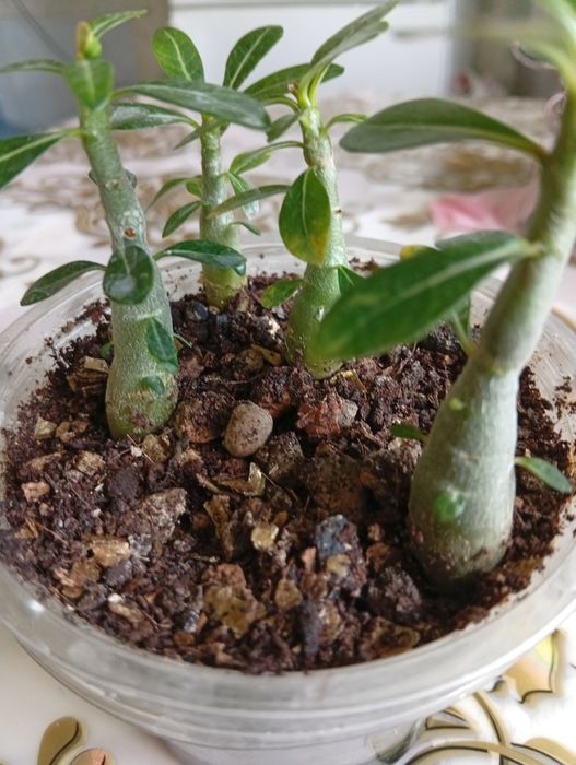 Домашние комнатные цветы