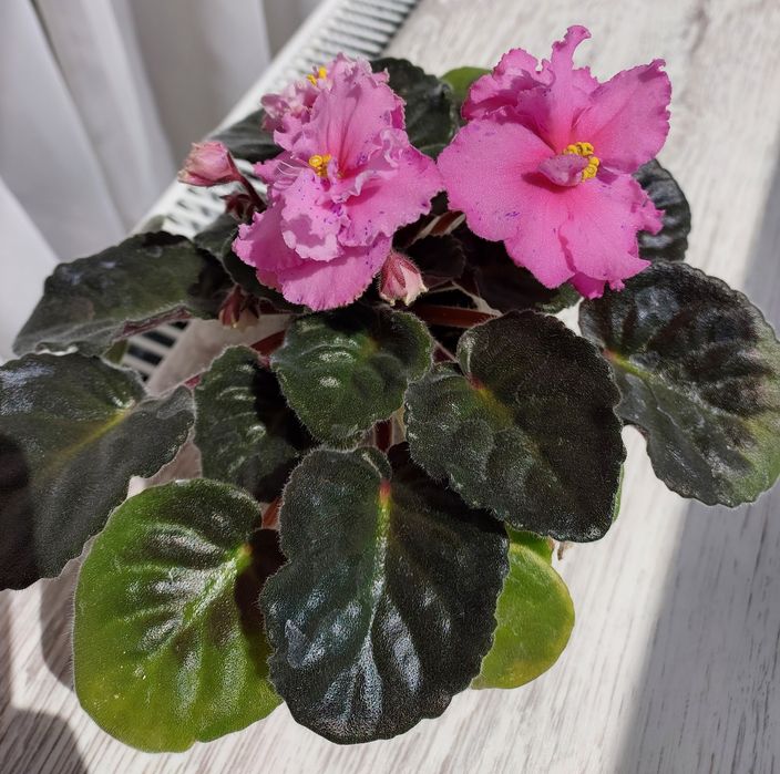 Квітучі фіалки (сенполія)