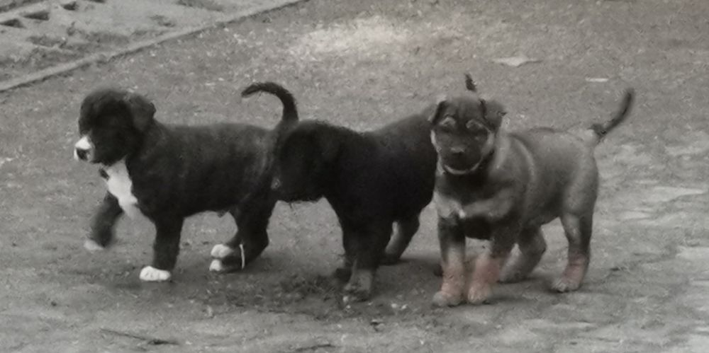 Pieski do oddania za darmo szczeniaki