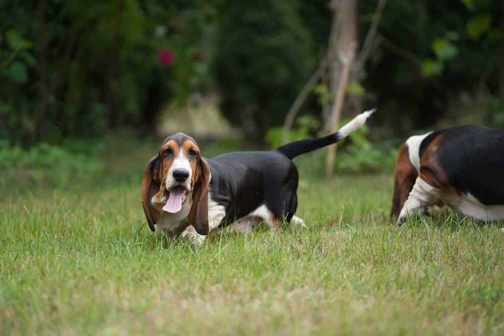 Basset Hound Piesek