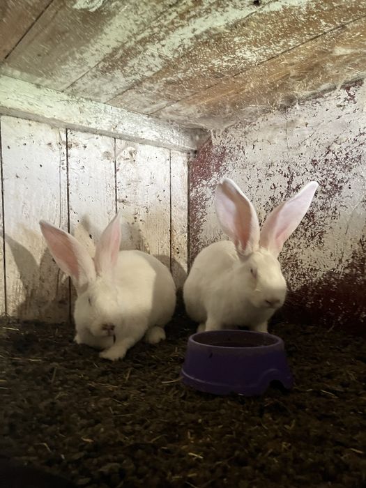 Кролі породи білий велетень