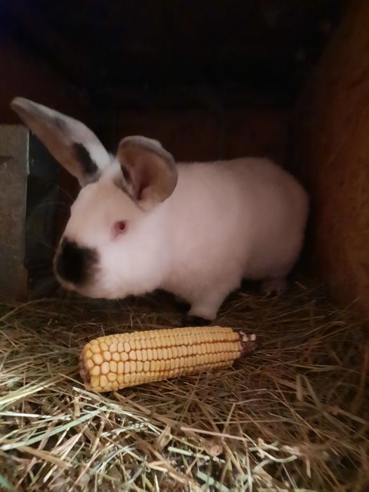 Продам кролики  разные виды