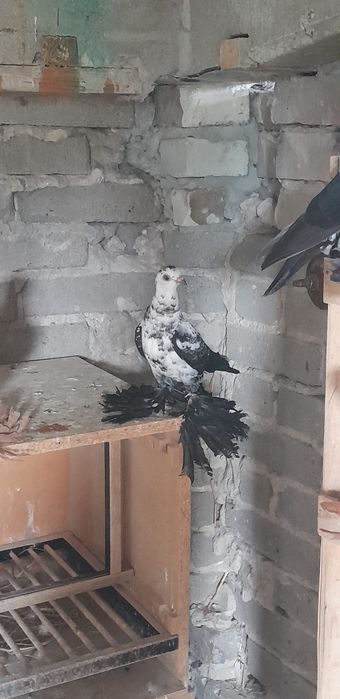 Mlode golebie ozdobne