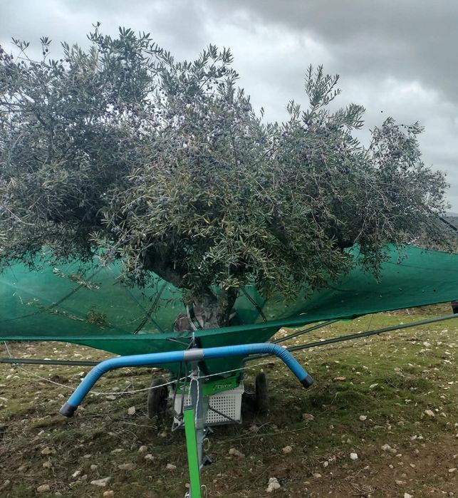 Azeite virgem da Guarda – garrafão 5 L – entrega em mão em Coimbra