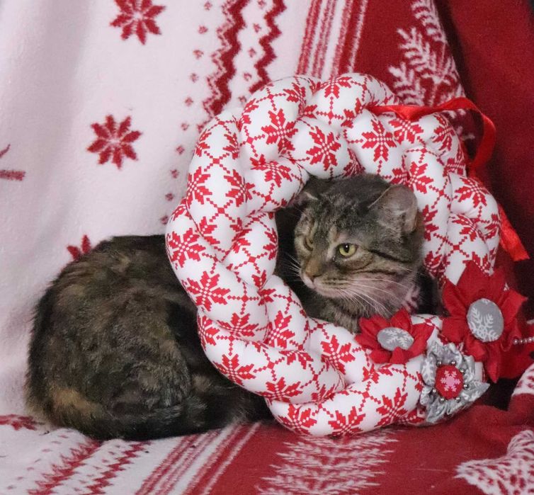 Chilli – delikatna, kochana kotka szuka spokojnego domu