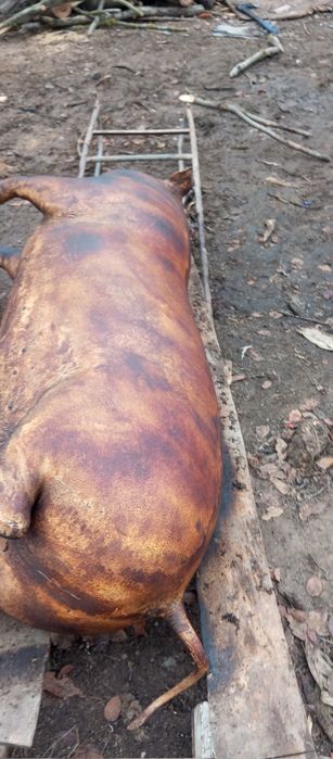 Продав свеней живою вагою ,туші півтуші