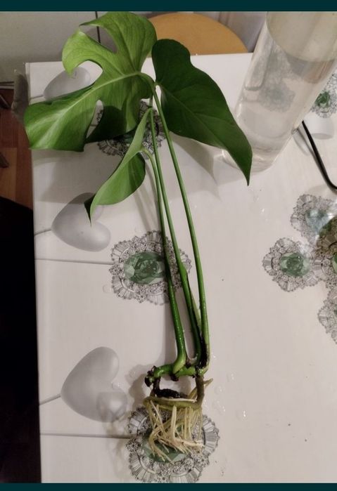 Маленькая Монстера.