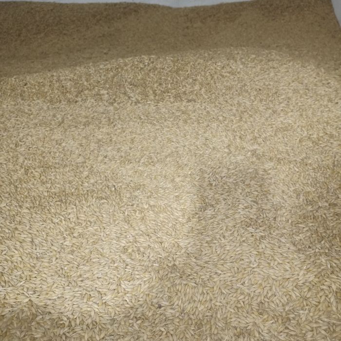 Продам насіневий ячмінь