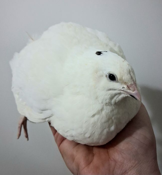 Przepiorki Texas koguty