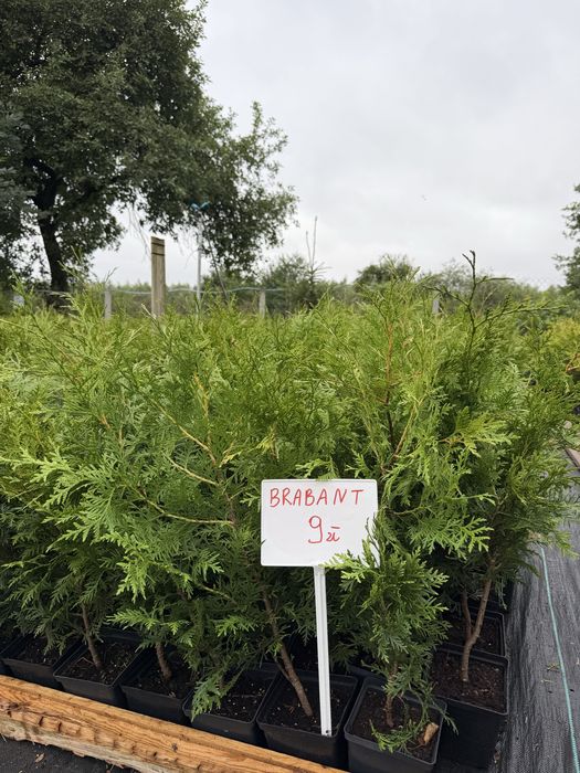 TANIO Tuja (thuja) BRABANT ok 70-80 cm