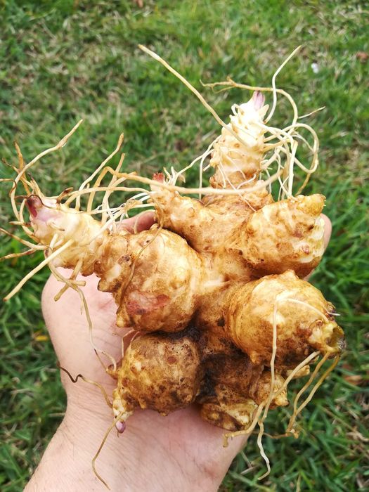 Tupinambos Brancos – Helianthus tuberosus