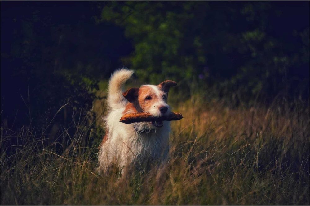 Do adopcji wyjątkowy pies –w typie Jack R. Terriera!