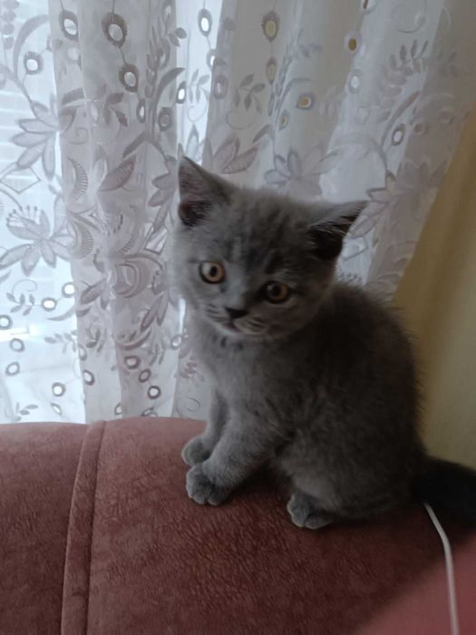 Шотландські Кошеня