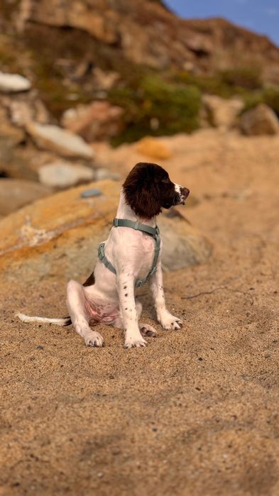 english springer spaniel Lop para reserva