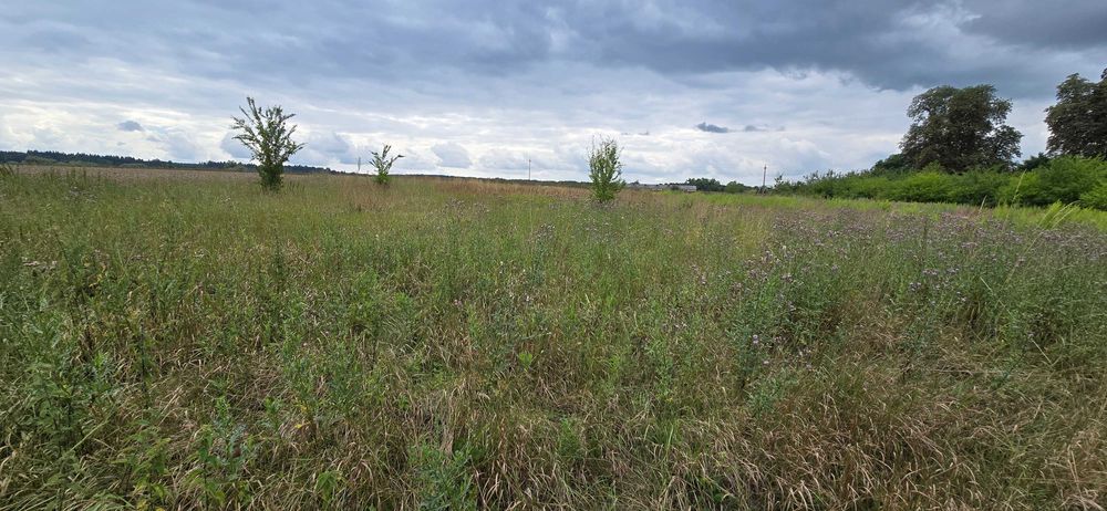 Urokliwa działka w Krzymowie k/Chojny