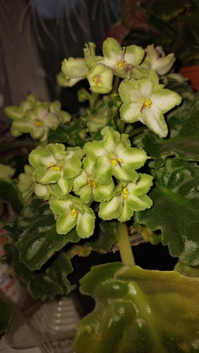 Фіалки з квітами