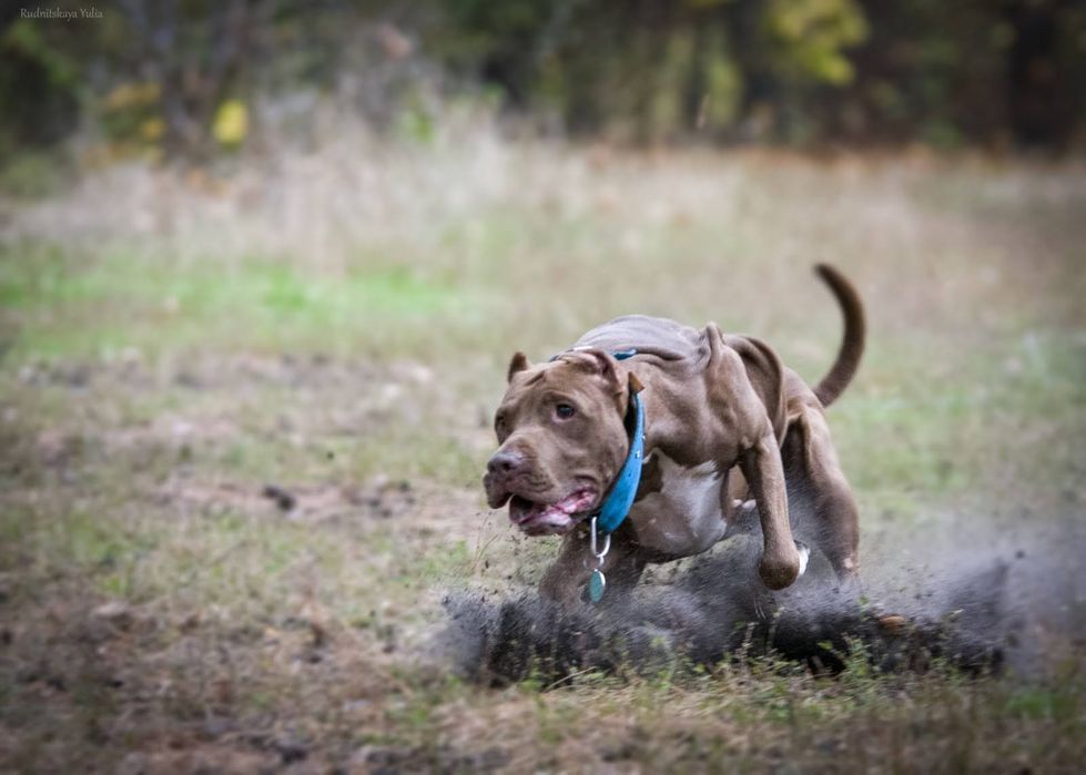 ТОП!!  Цуценя американського пітбультерєра, пітбуль, пит