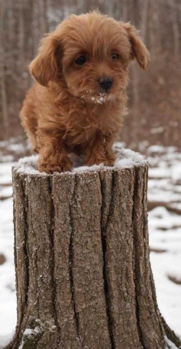 Мальтипу девочка.