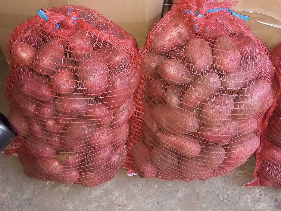 ziemniaki czerwone baltic rose