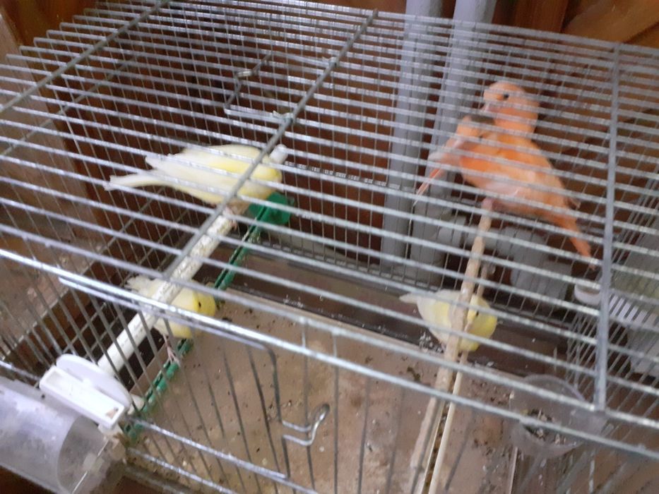 Sprzedam bastardy i kanarki