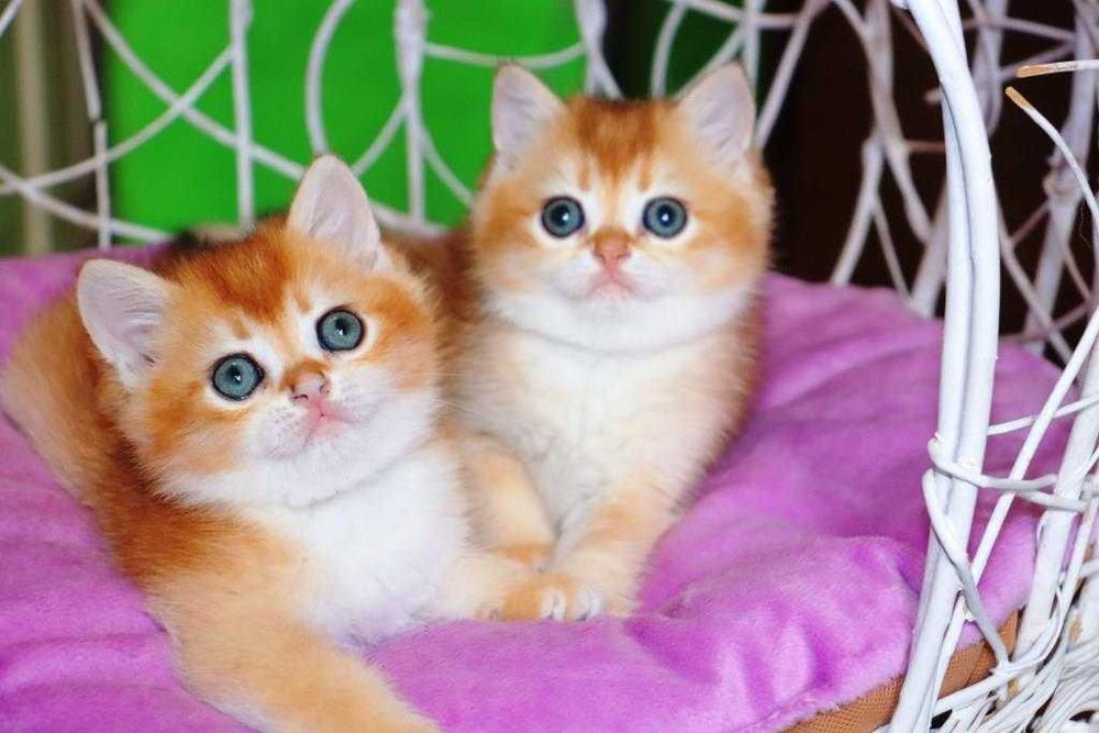 Очень красивые британские котята кш и дш
