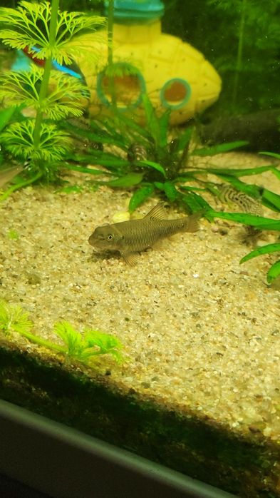 Peixe médico(garra rufa ) Excelente limpa-algas