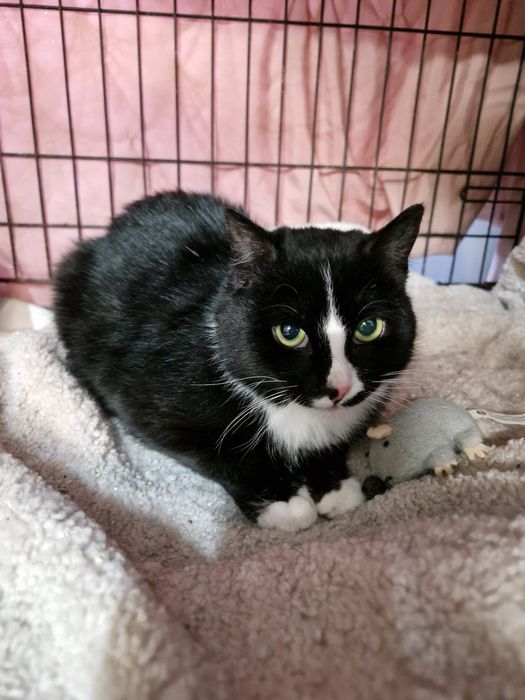 Nelu wstydliwy koteczek, zabrany z mrozu