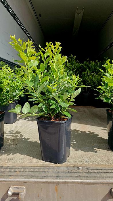 Borówka Amerykańska