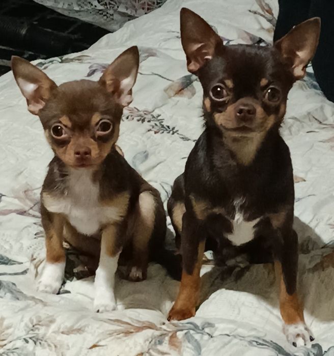 В'язка Чихуахуа міні