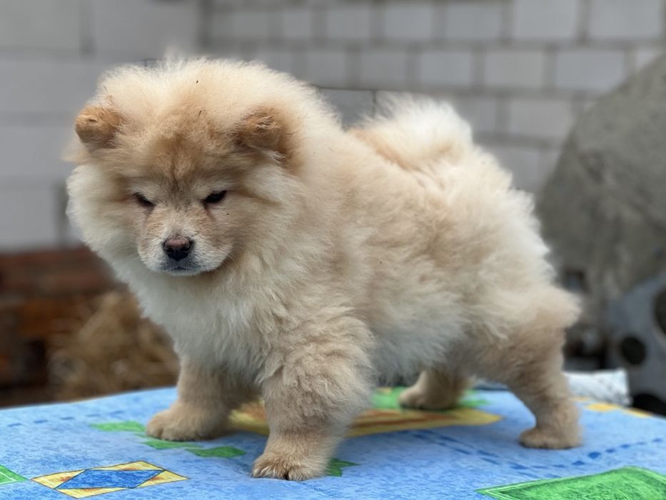 Классні ведмедики-чау. Доставка !