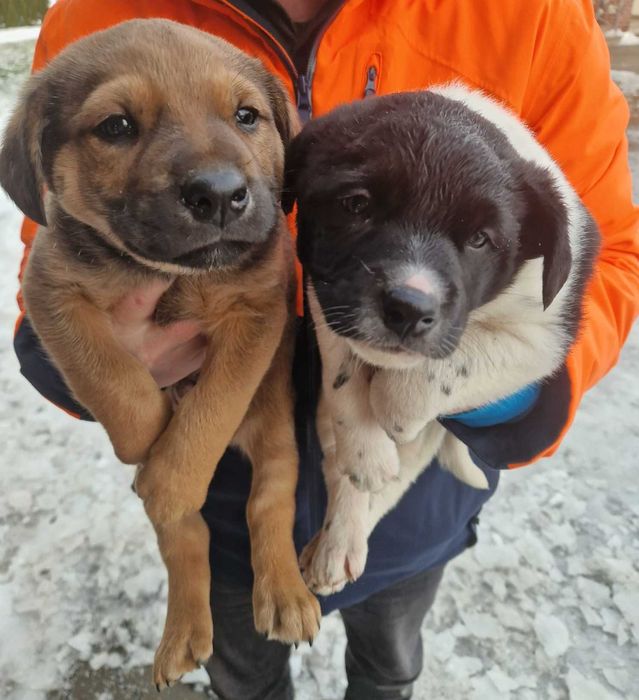 Oddam szczeniaki, pieski, kundelki, lubia dzieci i koty