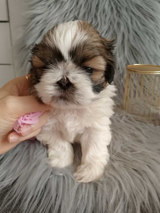 Piękna suczka rasy Shih-Tzu