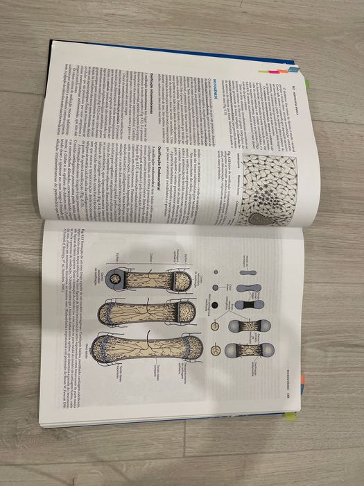 Atlas : histologia básica Junqueira