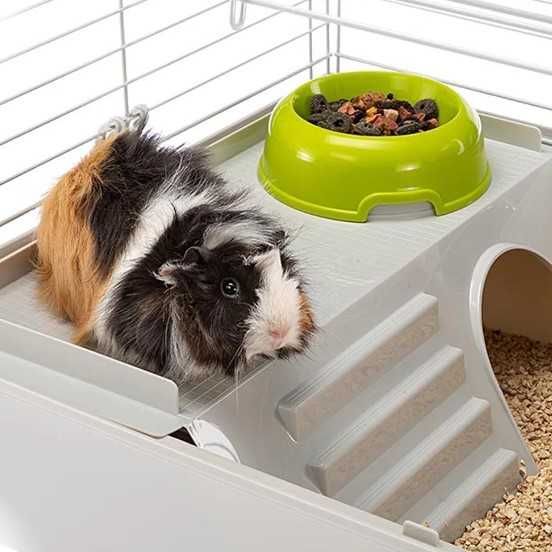 Морская декоративная свинка и свинки Большой выбор +клетки