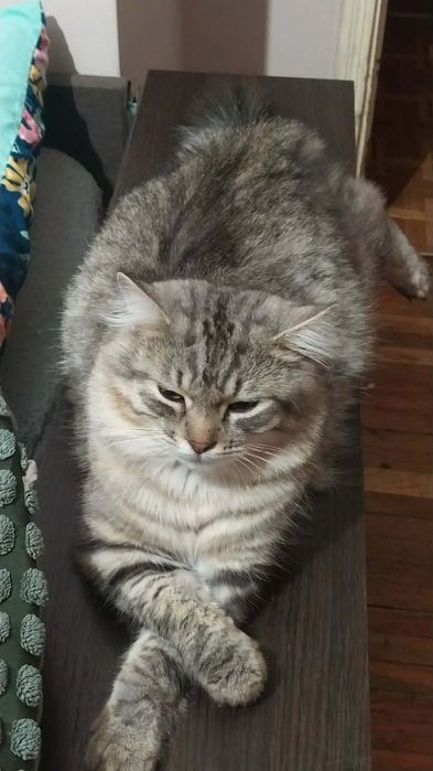 Красень Котик 1 рік. Мітити не буде