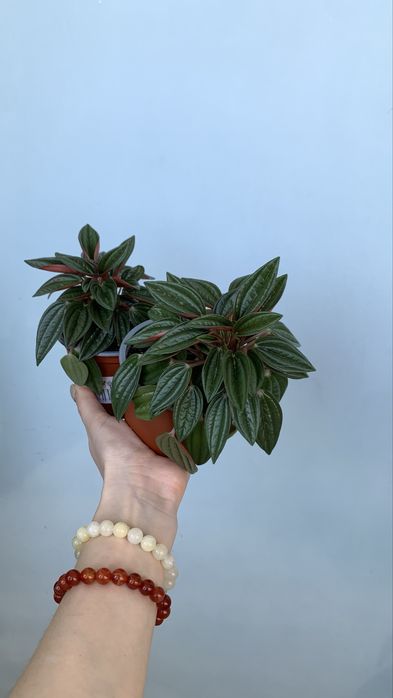 Продам Пеперомию Россо